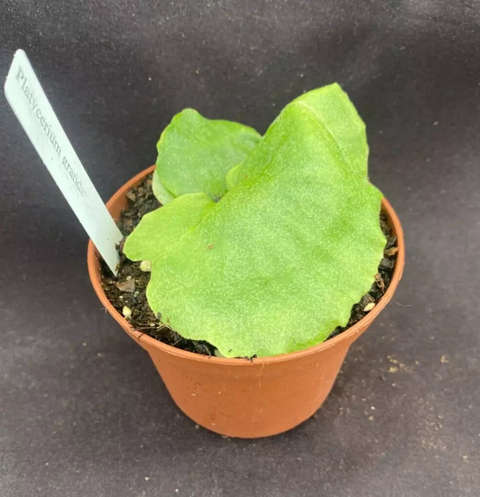 Moose Horn Fern Platycerium grande Rooted Plant 3" Pot