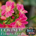 Lewisia Seeds - Magenta Flower Seeds, Non-GMO - 35 or 100 Seeds, Perennial Garden Plant
