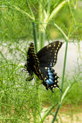 Fennel Seeds 200 Count Non-GMO Herb Perennial Swallowtail Butterfly Host Plant (Foeniculum vulgare)