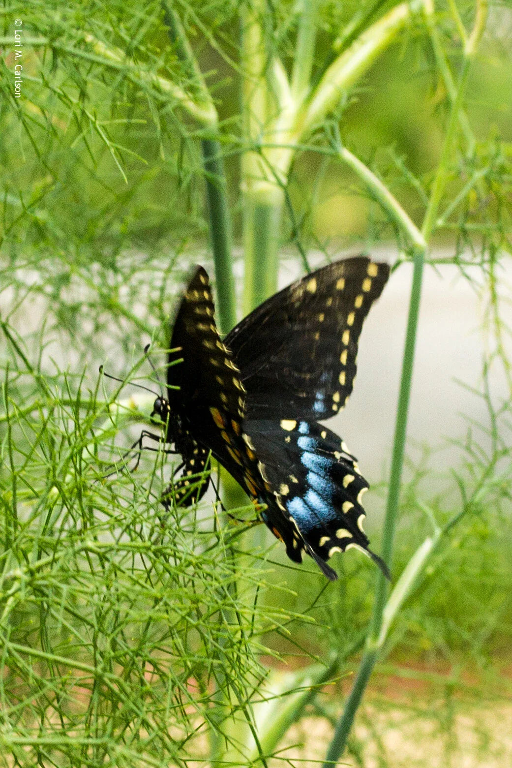 Fennel Seeds 200 Count Non-GMO Herb Perennial Swallowtail Butterfly Host Plant (Foeniculum vulgare)
