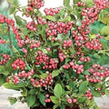 Pink Lemonade Blueberry Live Plant - 3-Inch Pot - Vaccinium, Rabbiteye Variety - Perfect for Home Gardens and Edible Landscapes