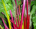 Rainbow Swiss Chard Seeds 100+ Heat Tolerant Vegetable Seeds Beta vulgaris