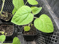 Golden Berry Live Plant - Physalis Peruviana - Edible Fruit Plant for Garden, Tropical Flavor, Easy to Grow