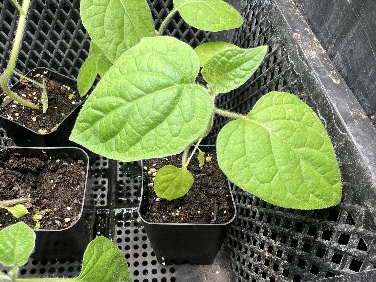 Golden Berry Live Plant - Physalis Peruviana - Edible Fruit Plant for Garden, Tropical Flavor, Easy to Grow