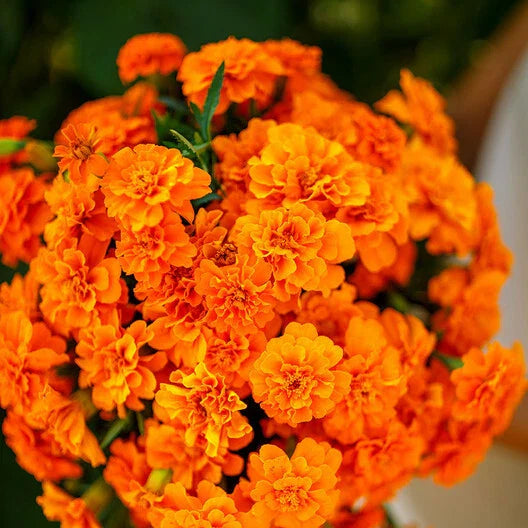 French Marigold Seeds - Tangerine Double Dwarf - Non-GMO - 100 Seeds - Tagetes patula