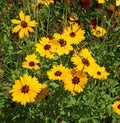 Golden Wave Tickseed Seeds 300+ | Coreopsis Basalis | Annual Flower | USA