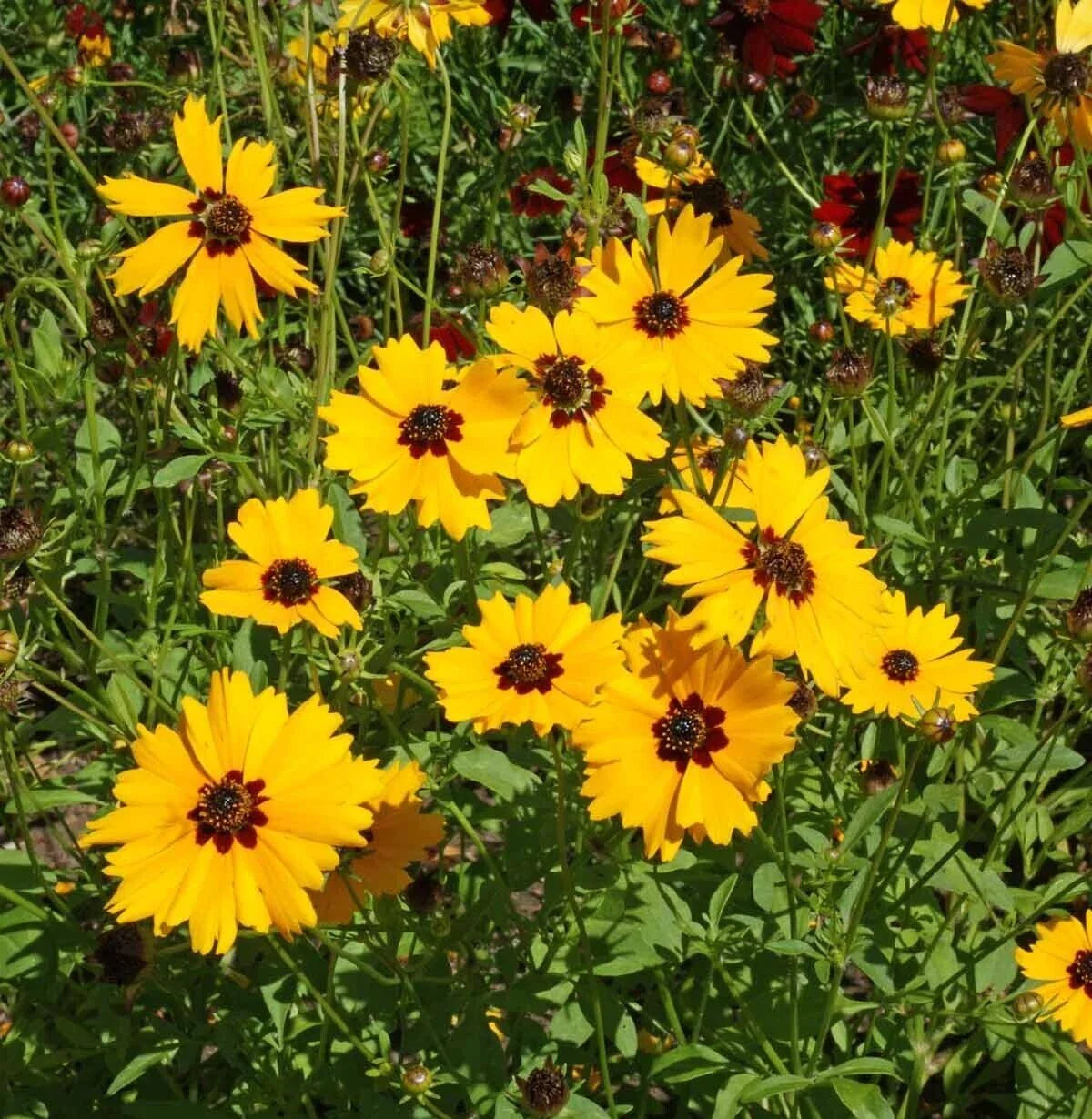 Golden Wave Tickseed Seeds 300+ | Coreopsis Basalis | Annual Flower | USA