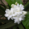 Fragrant Arabian Jasmine Live Plant 10" Tall with Buds - Indoor/Outdoor - Jasminum sambac
