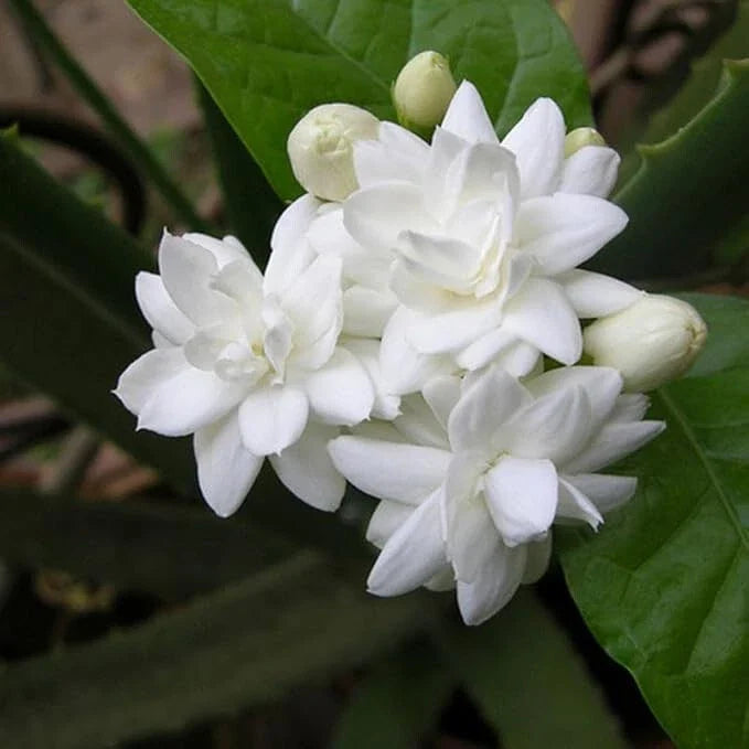 Fragrant Arabian Jasmine Live Plant 10" Tall with Buds - Indoor/Outdoor - Jasminum sambac