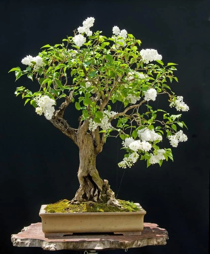 Japanese White Lilac Bonsai Seeds (30 Seeds) - Syringa reticulata - Flowering Tree, Indoor Plant, Easy to Grow