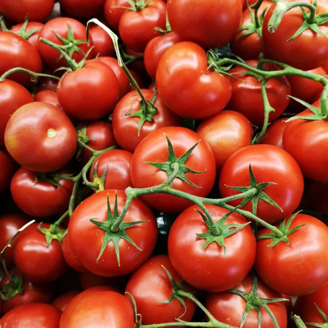 Oregon Spring Tomato Seeds, Heirloom, Cool Climate, NON-GMO, Solanum lycopersicum, Fast-Growing, Free Shipping