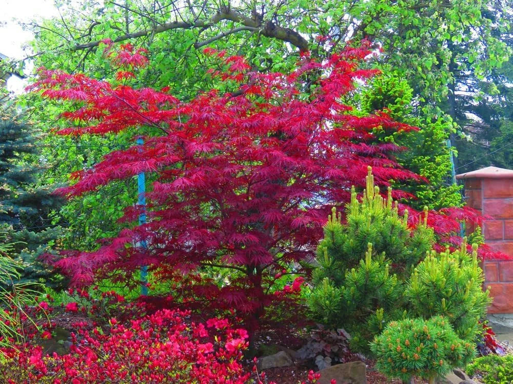 Amur Maple Tree Seeds - 30 Pack - Acer tataricum ginnala - Ideal for Planting, Fast-Growing, Hardy Trees