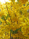 Forsythia Shrub 3.5 in Pot Lynnwood Gold Bright Yellow Blooms (Forsythia x intermedia) Fast-Growing Deciduous Plant