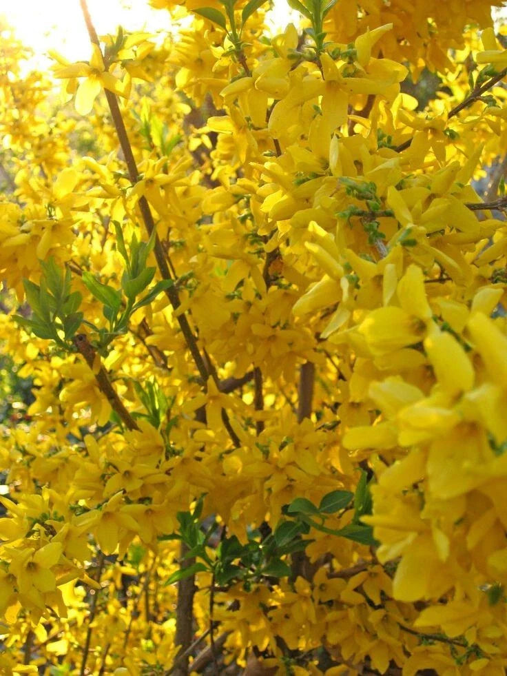 Forsythia Shrub 3.5 in Pot Lynnwood Gold Bright Yellow Blooms (Forsythia x intermedia) Fast-Growing Deciduous Plant