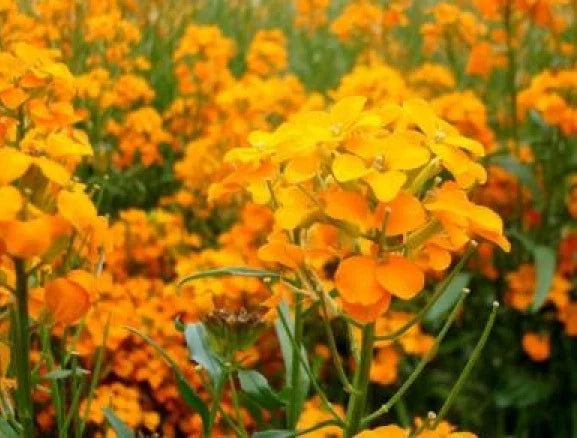 Siberian Wallflower Seeds - 100 Fresh Seeds - Erysimum cheiri - Free Shipping
