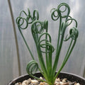 Frizzle Sizzle Plant - Albuca spiralis - Live Cacti Succulent - Unique Spiral Leaves - Indoor Garden Decor