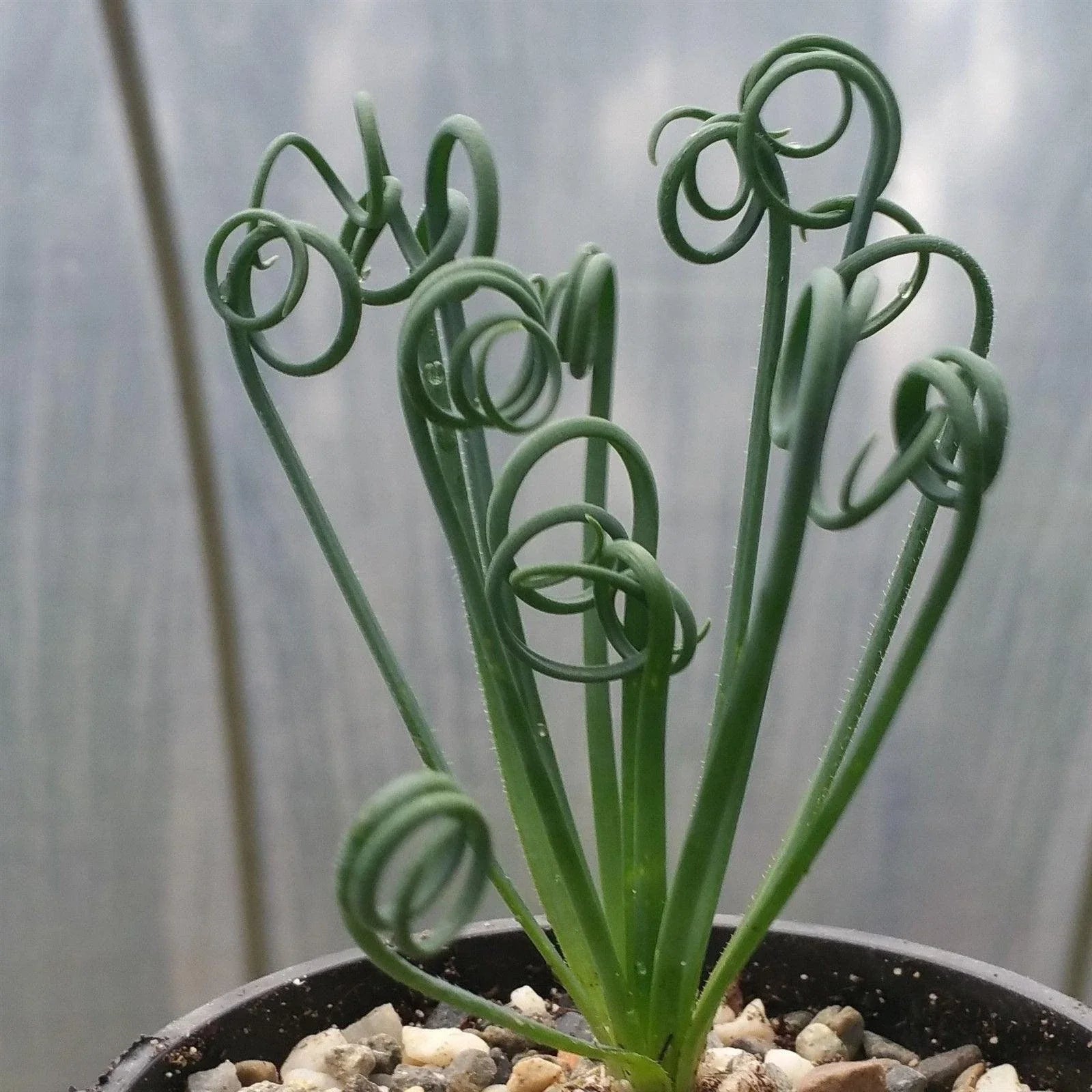 Frizzle Sizzle Plant - Albuca spiralis - Live Cacti Succulent - Unique Spiral Leaves - Indoor Garden Decor