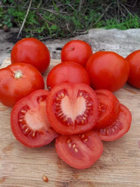 Nepal Tomato Live Starter Plants 4+ Inches Set of 2 - Heirloom Variety