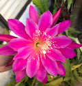 Epiphyllum Orchid Cactus Cutting 6-10" Magenta Blooms Fresh Cuttings (Epiphyllum spp.)