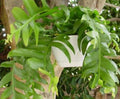 Shark's Tooth Fern Cactus Cuttings - Fresh Live Plant Selenicereus chrysocardium