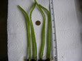 Bare Root Dragon Fruit Seedlings Lot of 4 | Dragonfruit Plant | Hylocereus spp.