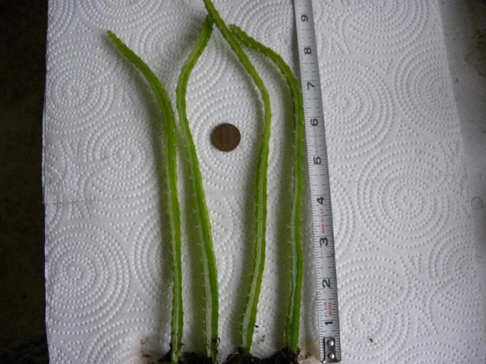 Bare Root Dragon Fruit Seedlings Lot of 4 | Dragonfruit Plant | Hylocereus spp.