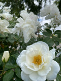 White Rose Cuttings 3 Stem Pack for Rooting/Grafting, Rosa alba