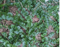 Creeping Jenny Groundcover Plants - 3 Starts - Dark Green - Lysimachia nummularia 'Aurea' - Rare Color Unique