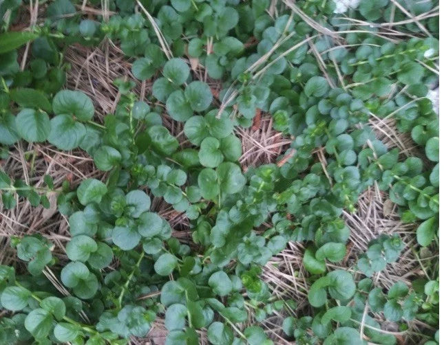 Creeping Jenny Groundcover Plants - 3 Starts - Dark Green - Lysimachia nummularia 'Aurea' - Rare Color Unique