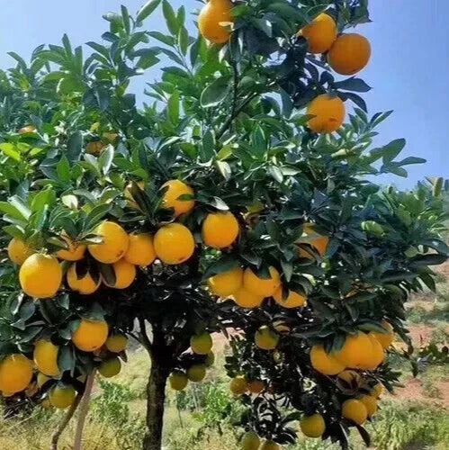 Orange Tree Seeds - 10 Pack - Sweet Juicy Variety - Citrus Sinensis