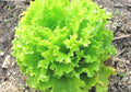 Organic Lettuce Seeds for Salad Bowl Garden - Loose Leaf Romaine - 601+ Variety - Non-GMO Vegetable Gardening
