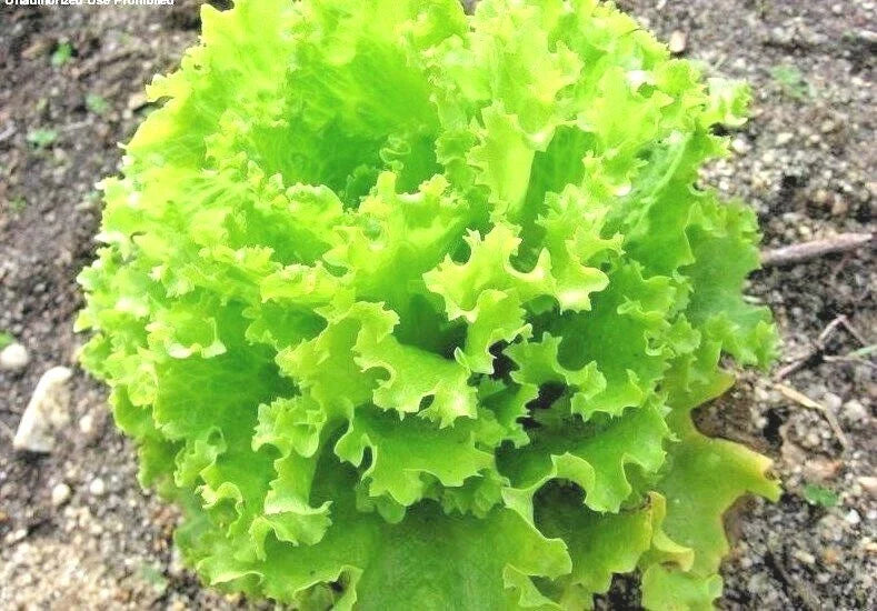 Organic Lettuce Seeds for Salad Bowl Garden - Loose Leaf Romaine - 601+ Variety - Non-GMO Vegetable Gardening