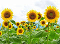 Giant Sunflower Seeds 1LB Heirloom Non-GMO High Germination Seeds Helianthus annuus