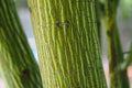 Snake Bark Maple Tree Seeds - 30 Seeds - Acer capillipes - Ideal for Planting, Unique Bark, Deciduous Tree