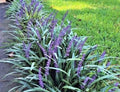 Monkey Grass 100 Bare Root Plants Big Blue Clumping Liriope Spicata Ground Cover