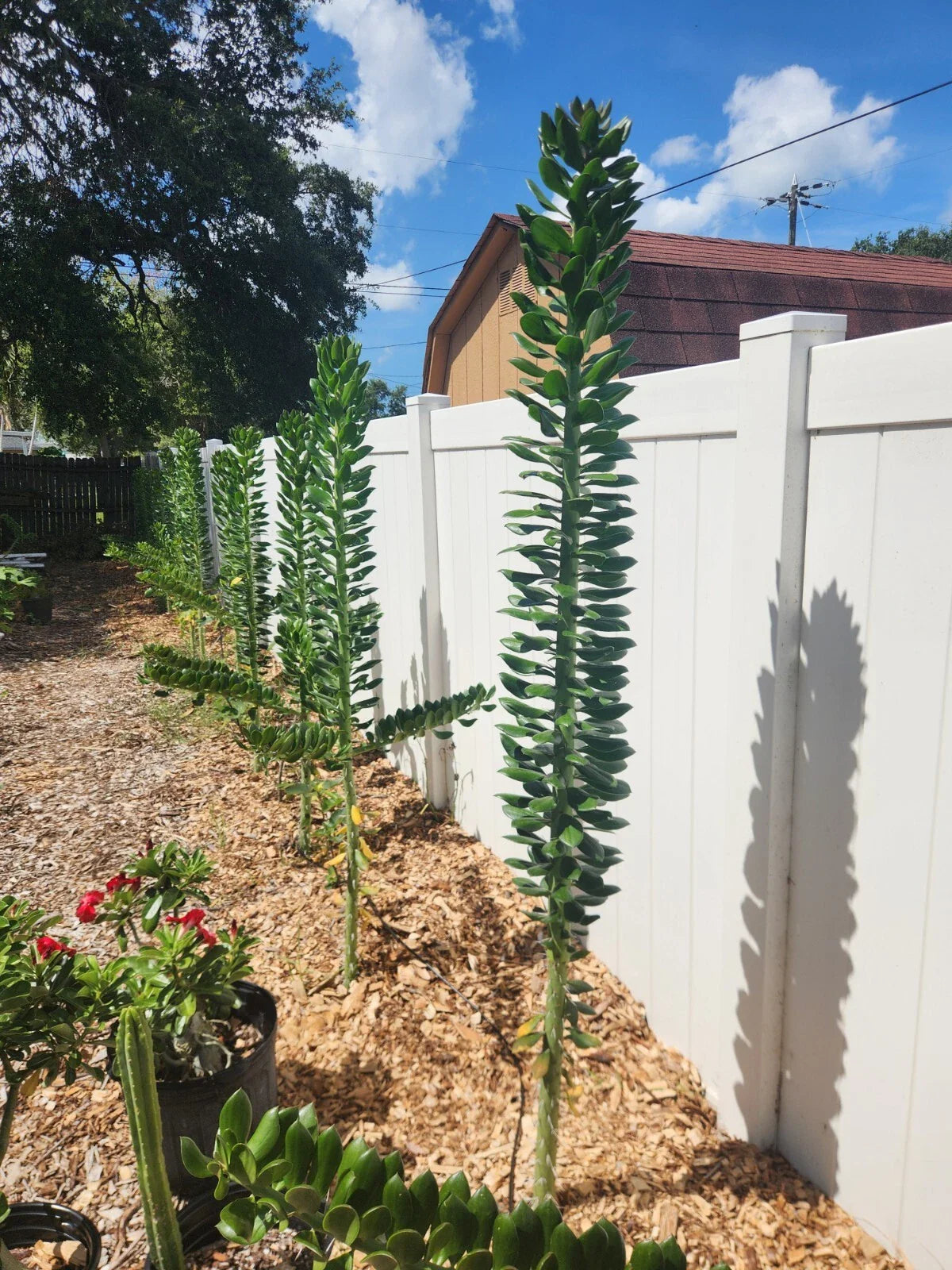 Giant Pereskiopsis Cuttings 5" - Thick Stem Succulent - Ideal for Cactus Propagation - Pereskia aculeata
