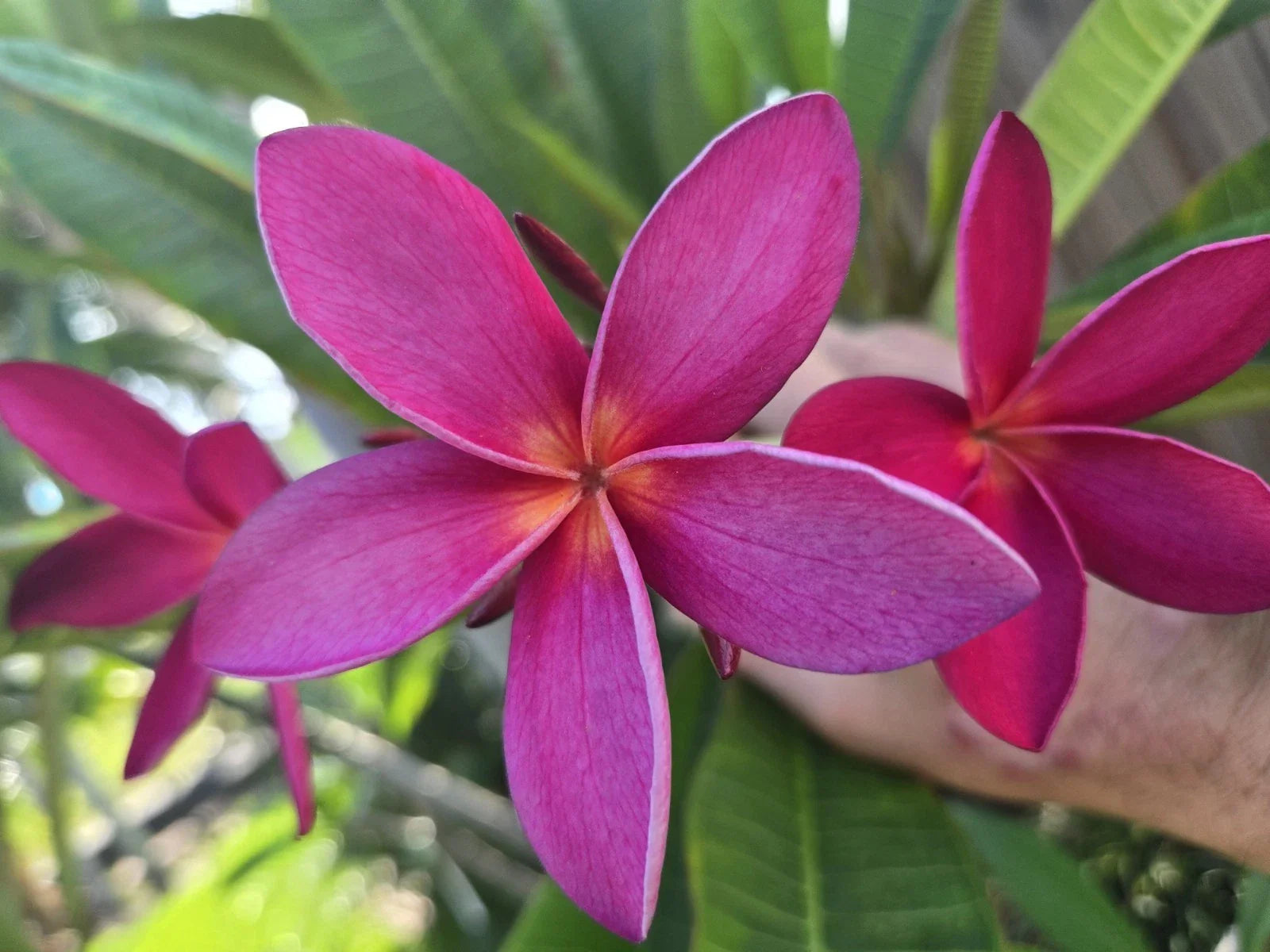 Rare Hawaiian Plumeria Cutting - KANEOHE SUNSET - Fragrant Tropical Plant - Plumeria spp.