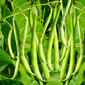 Masai French Filet Bean Seeds - Haricot Vert Variety for 2025 Planting, High-Yielding, Organic Gardening Seeds