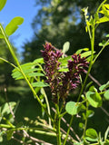 False Indigo Bush Seeds - 400+ Count - Purple - Amorpha fruticosa - Native Plant Seeds for Garden and Landscape