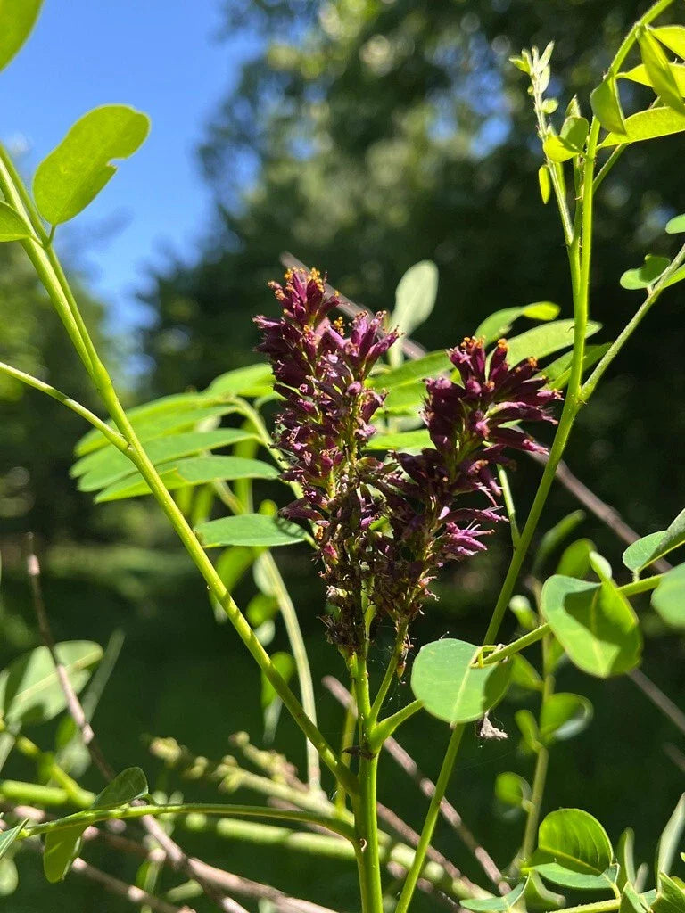 False Indigo Bush Seeds - 400+ Count - Purple - Amorpha fruticosa - Native Plant Seeds for Garden and Landscape