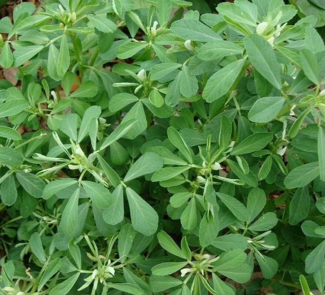 Fenugreek Seeds 100+ for Herb Garden, Culinary Spice, Trigonella foenum-graecum, India, Non-GMO, Organic
