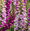 Foxglove Seed Mix | 50+ Perennial Seeds | Digitalis Purpurea Varieties | Colorful Garden Flowers