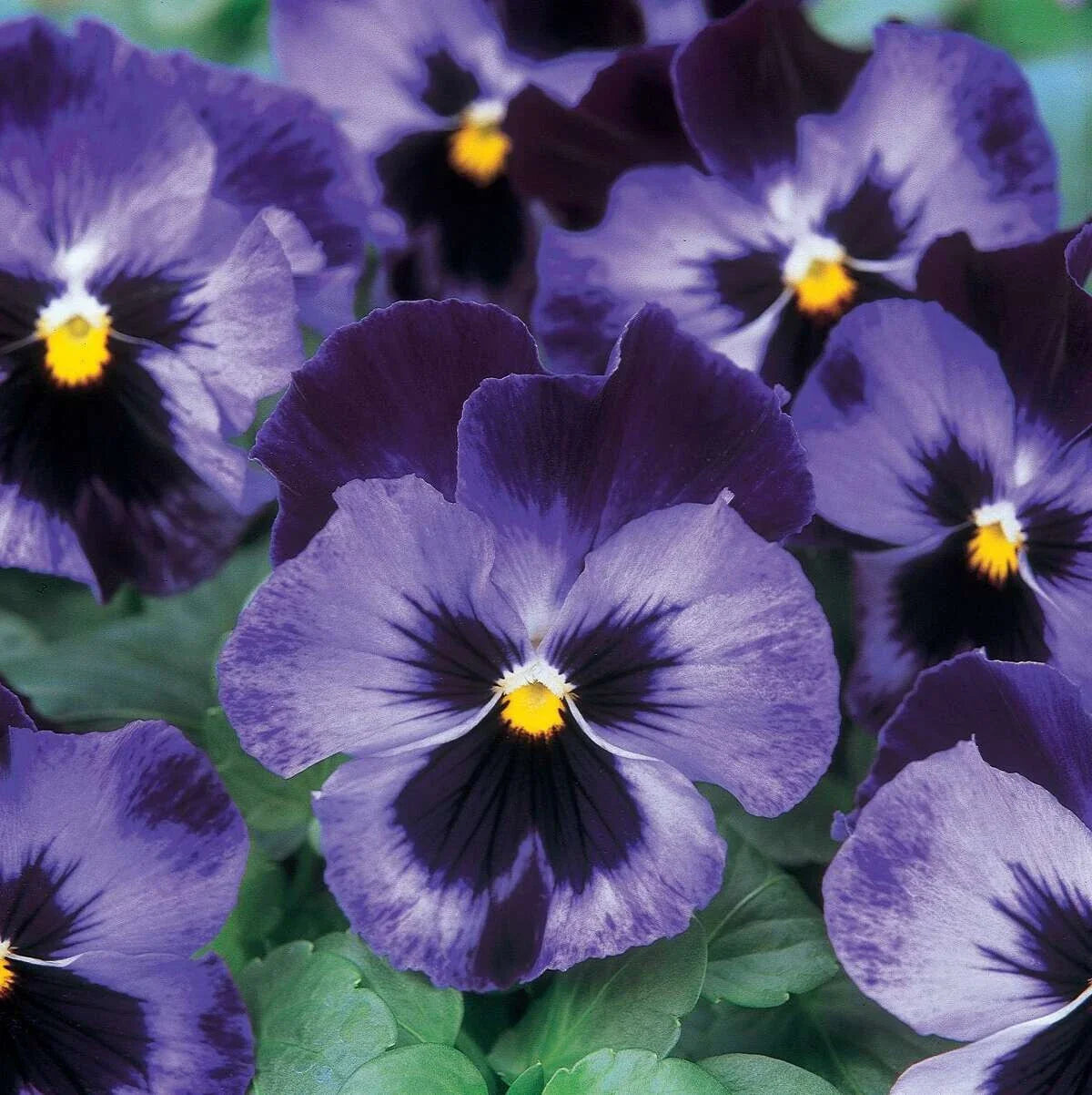 Pansy Seeds - 20+ Halloween II Rare Black/Purple Flowers - Violas (Viola tricolor) for Planting