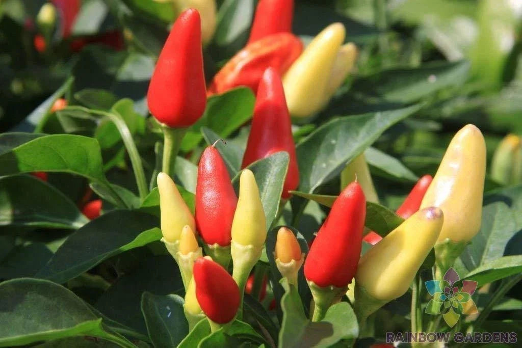 Prairie Fire Hot Pepper Seeds - 25+ Pack for Garden Planting - Capsicum annuum - USA Grown