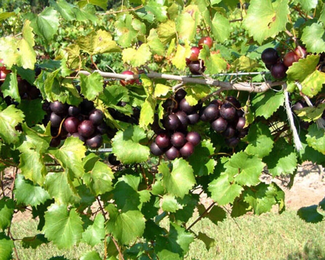Muscadine Grape Starter Plant - 3 Southern Home Vitis spp - Edible, Cold Hardy, Deep Purple-Black Fruit