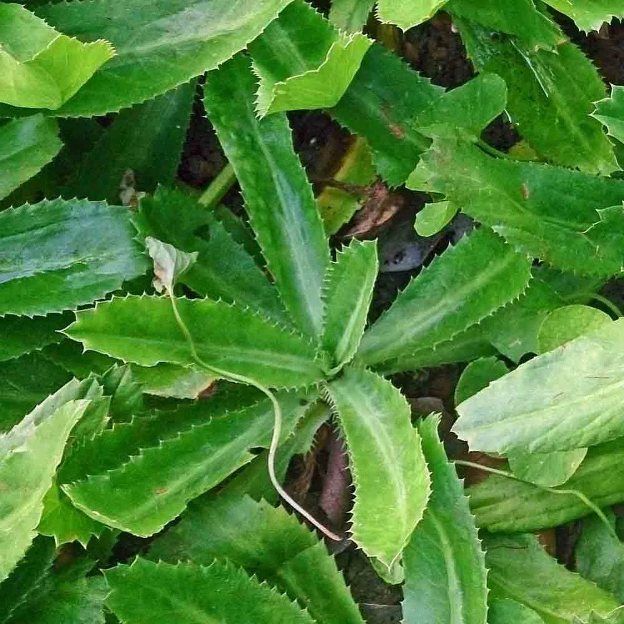 Culantro Seeds 2025 | Ancho Ancha Mexican Coriander Recao Shadow Beni | Cilantro Alternative Seeds