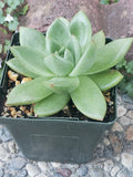 Echeveria Agavoides Potted Plant - 4" Diameter - Rare Succulent - Indoor/Outdoor Decor