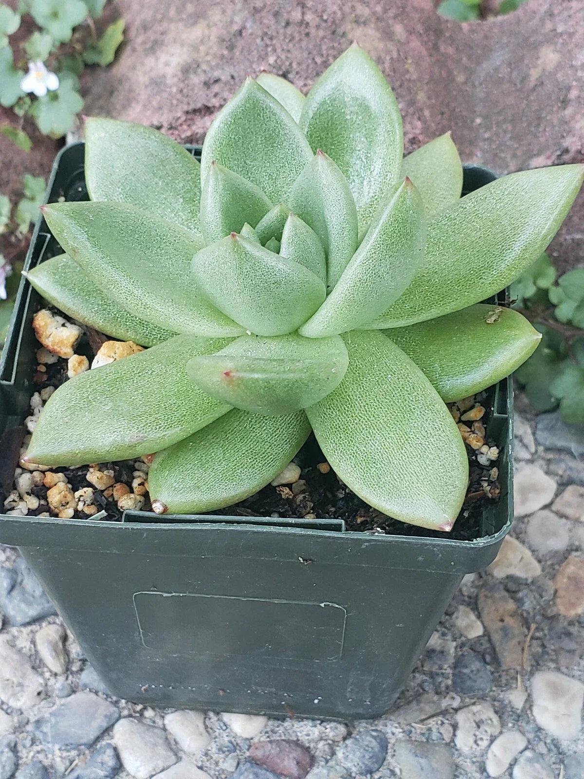 Echeveria Agavoides Potted Plant - 4" Diameter - Rare Succulent - Indoor/Outdoor Decor