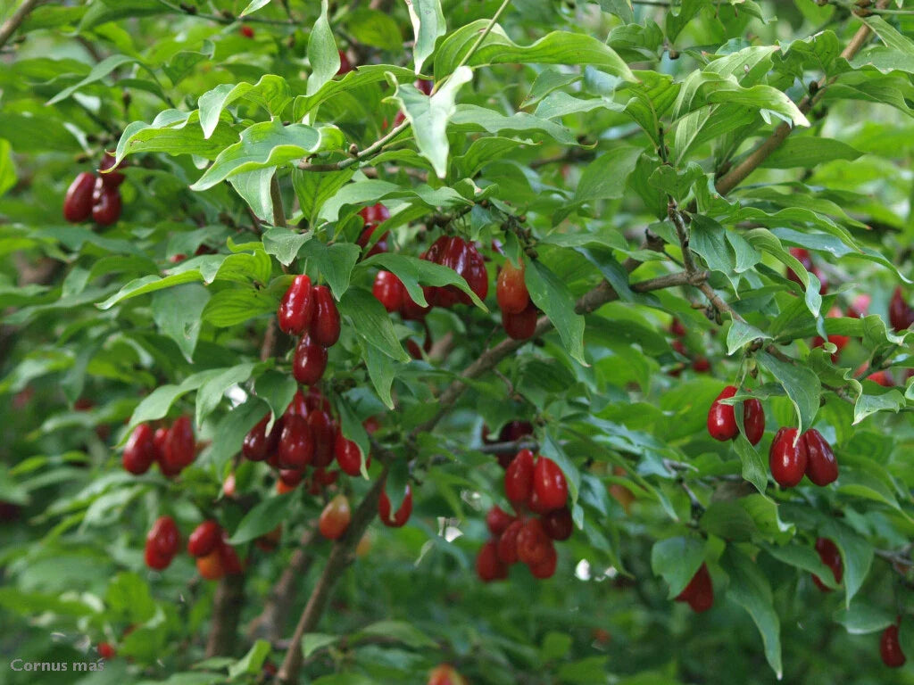 Cornelian Cherry Dogwood Tree Seeds, Edible & Hardy, Showy Fruit, Cornus mas