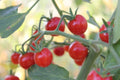Super Sweet 100 Cherry Tomato Seeds - 100+ Seeds for Planting - Heirloom Variety - Solanum lycopersicum - Made in USA